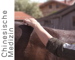 TCVM Traditionell Chinesische Veterinär Medizin